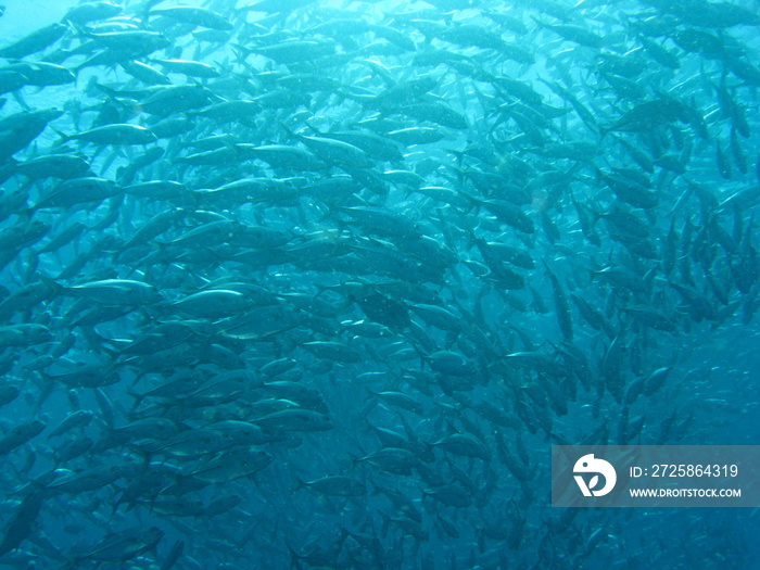 海底美丽多彩的鱼类，海洋生物