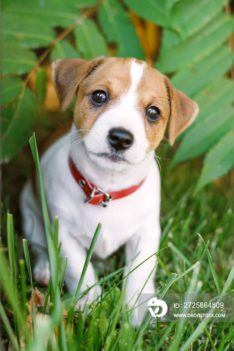 在家附近的绿色草坪上，一只白色小狗品种的杰克·拉塞尔梗有着美丽的眼睛。狗
