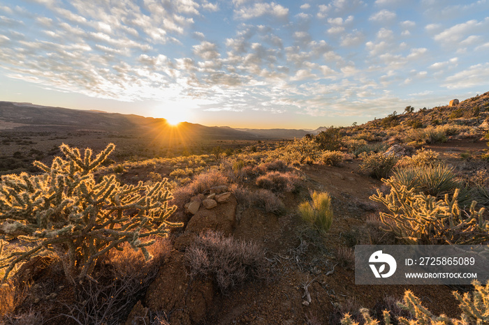 Sunrise view and cholla cactus at Red Rock Canyon National Conservation Area.  A popular natural are