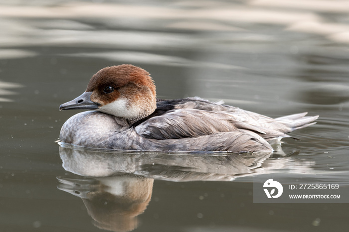 一只Smew Duck漂浮在水面上