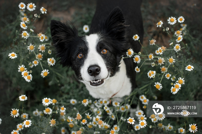 边境牧羊犬可爱的肖像与雏菊美丽的花朵