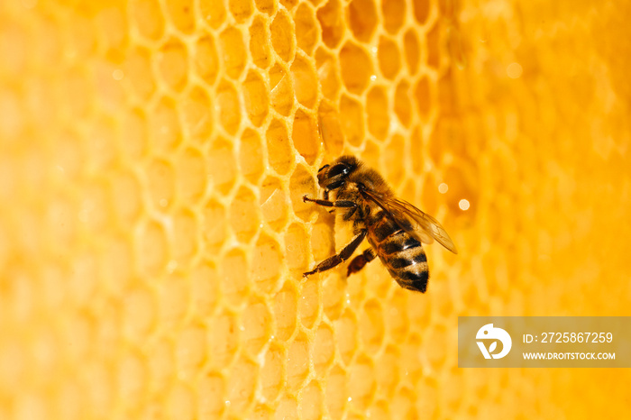 Bee in honeycomb