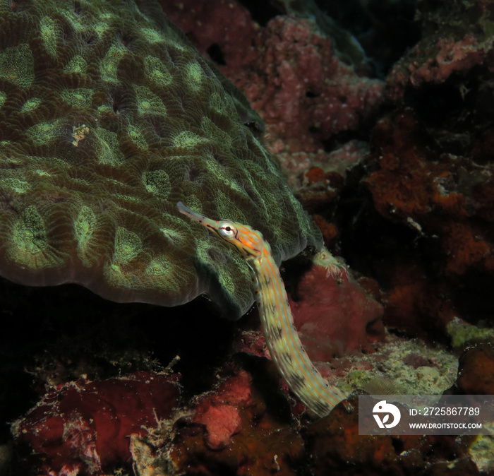 A Schultz pipefish on corals Panagsama beach Cebu Philippines