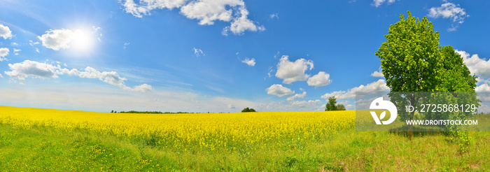 Spring view of countryside with green tree and a flower field