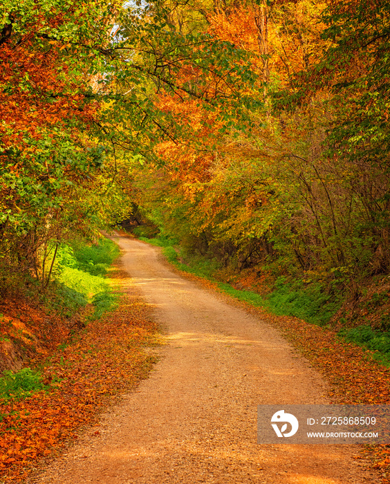 Pathway in the forest at autumn