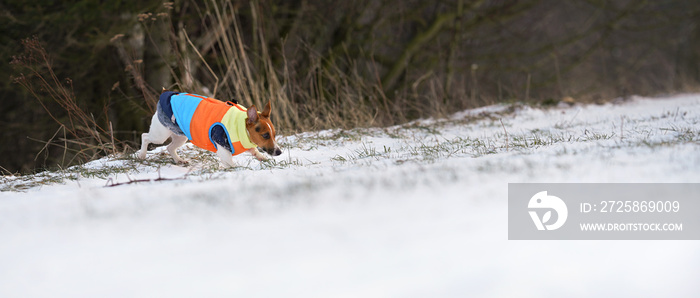 穿着亮橙色、黄色和蓝色冬季夹克在雪地上行走的小杰克罗素梗