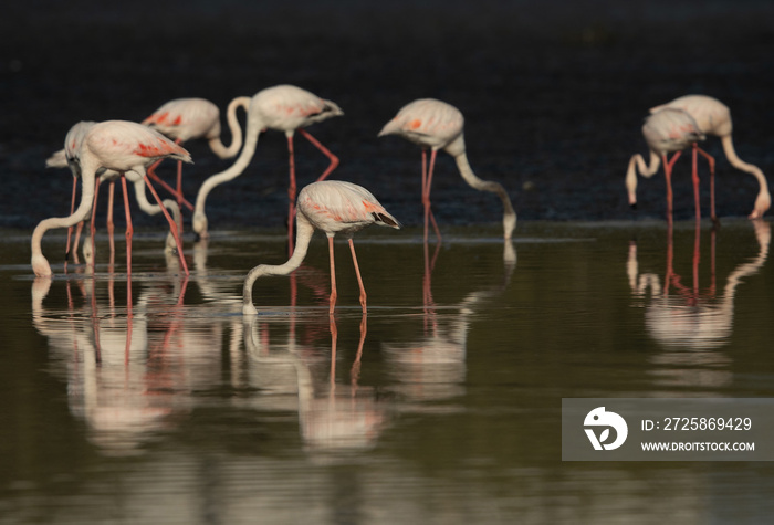 Greater Flamingos feeding in the morning at Tubli bay with dramatic reflection on water, Bahrain