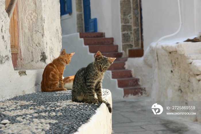 A gray and brown kittens sitting in a typically Greek vilage on a sunny summer day. The photo is tak