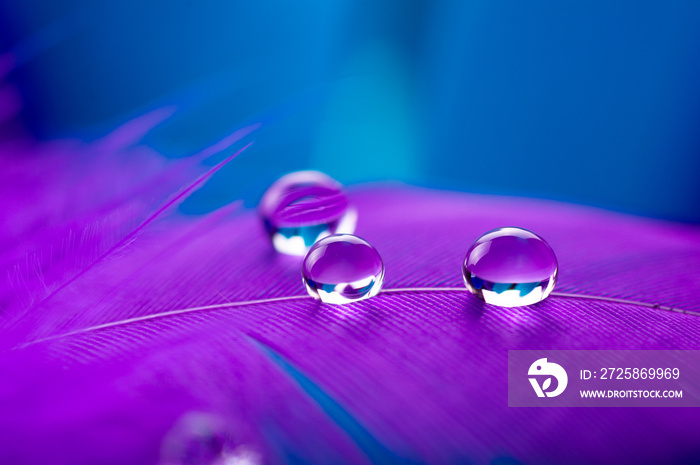 A drop of water dew on a fluffy feather close-up macro on colored blue purple background