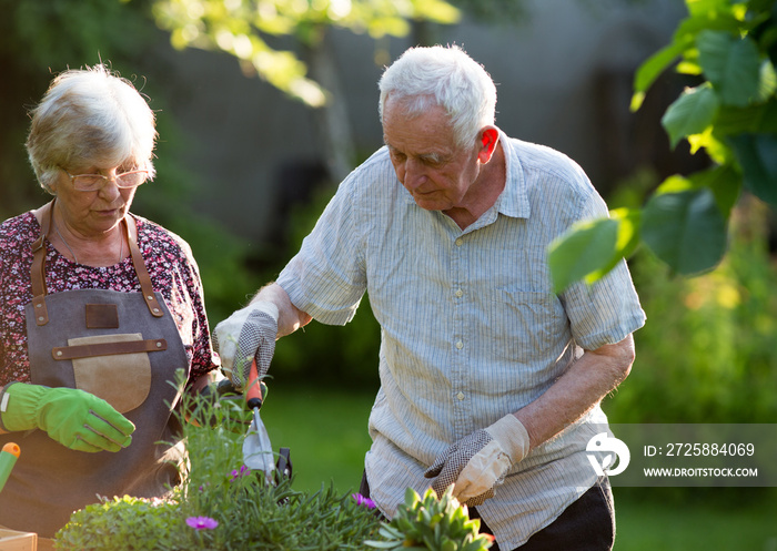 Senior couple potting plants