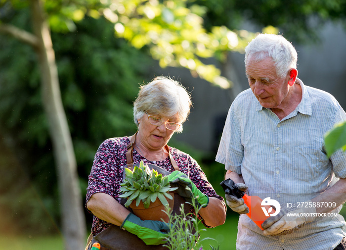 Senior couple potting plants