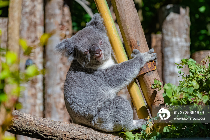 Koala, Phascolarctos cinereus, cute animal climbing on a tree