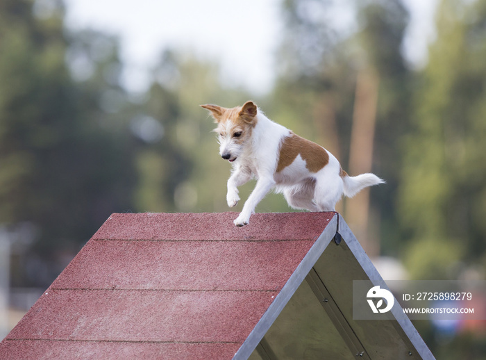 Dog agility in the outdoor track.