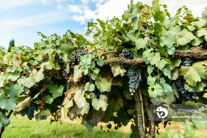 Vigna di uva nera