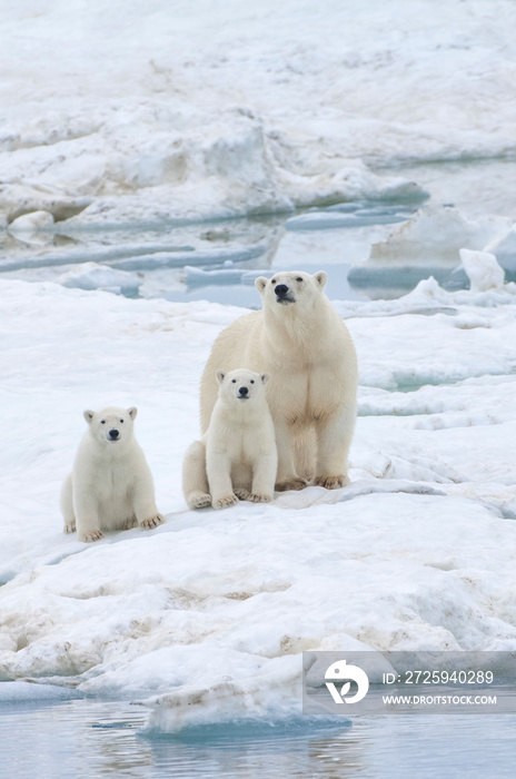 带着两只幼崽的北极熊妈妈（Ursus Maritimus），俄罗斯联邦楚科奇海兰格尔岛