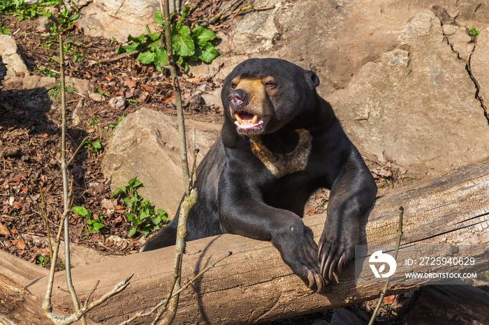 Malayan bear - Helarctos malayanus - the smallest species of bear. It is black and on a rock.