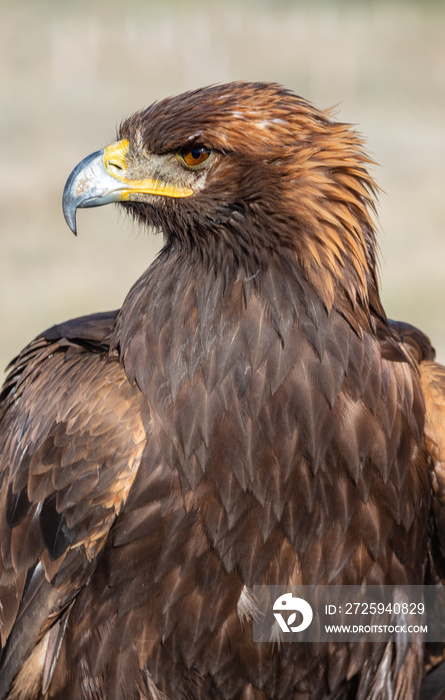 Kirgistan的Steinadler（金龟子）