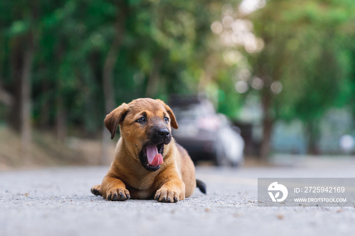  A cute roadside  Brown puppy  yawning on the street