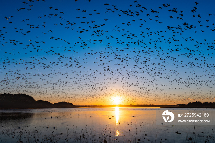 日本　伊豆沼渡り鳥の朝の飛び立ち