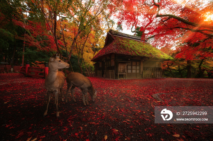 Deer walk on stack of maple