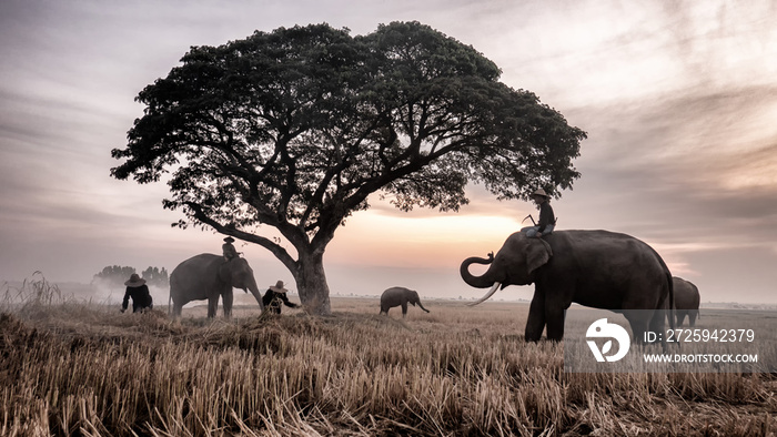 泰国乡村；日落背景下的大象剪影，素林泰国的大象