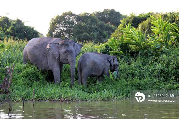 Borneo pygmy elephants (Elephas maximus borneensis) - Borneo Malaysia Asia