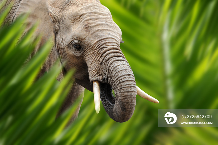 Elephant portrait in jungle