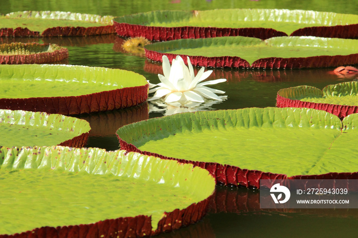 Giant leaves of Victoria cruziana aquatic water plant shot in the tropic Pantanal Brazil