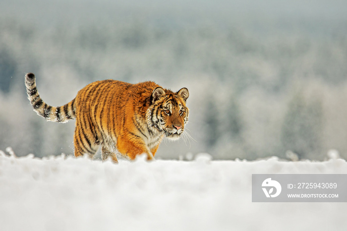 年轻的雄性西伯利亚虎（Panthera tigris tigris）在空旷的风景中穿越白雪皑皑的地平线