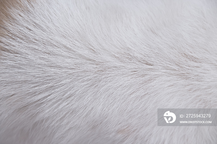 Texture of dog fur line patterns white gray background