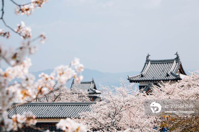 日本奈良樱花盛开的郡山城堡公园