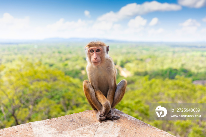 Macaque at Sigiriya Lion Rock Fortress in Sri Lanka ancient palace located in Asia.