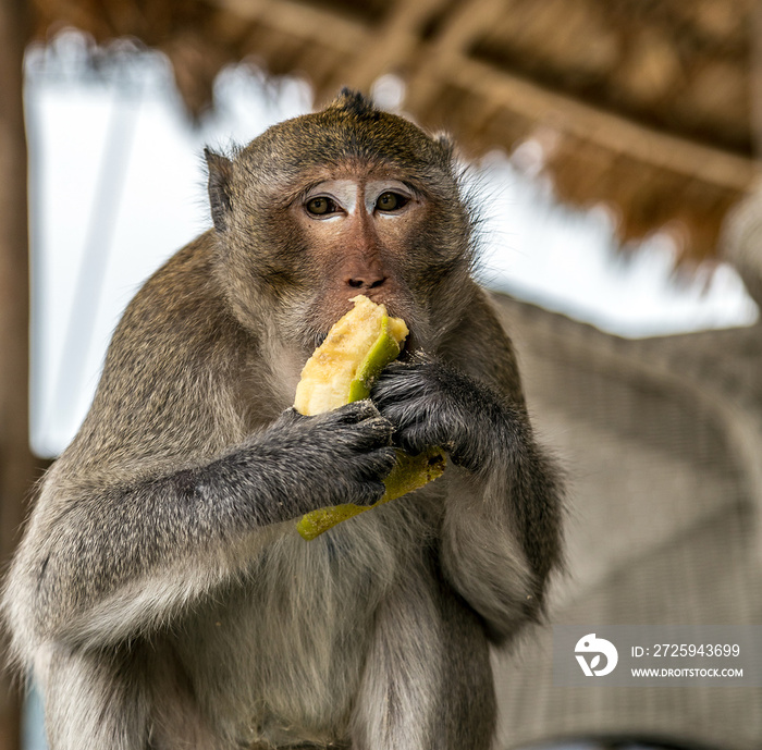 恒河猴Macaca Mulatta灵长类动物吃香蕉