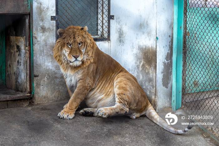 A Liger in China. The Liger is the hybrid of a male lion and a female tiger, and there is only a 0.1