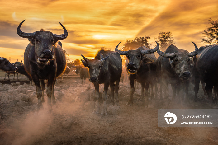 日落时分成群的水牛，泰国的Nakhon si thammarat