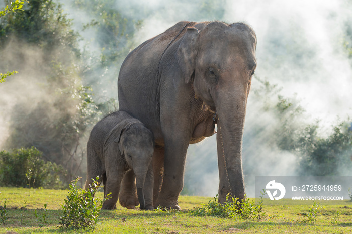 Asian elephant family walking together in the forest.