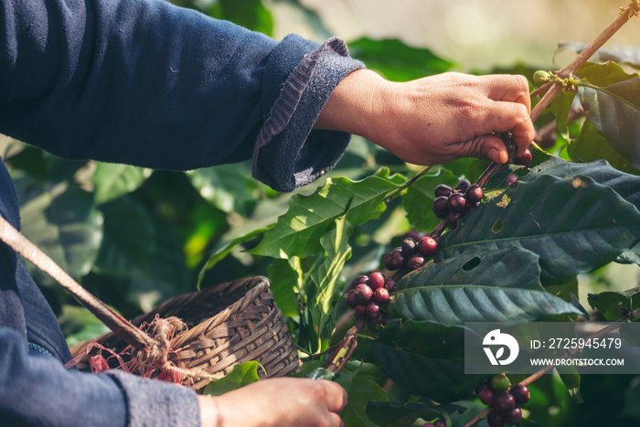 Man Hands收获咖啡豆成熟的红色浆果种植新鲜种子咖啡树在绿色生态环境中生长