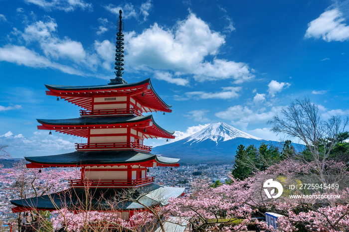 Cherry blossoms in spring, Chureito pagoda and Fuji mountain in Japan.