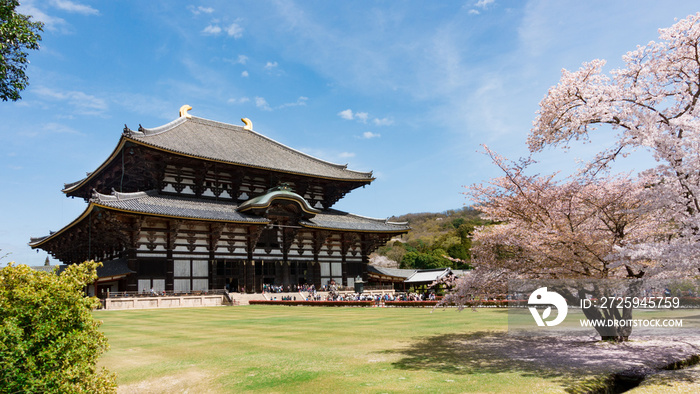 日本奈良樱花季节的东大寺