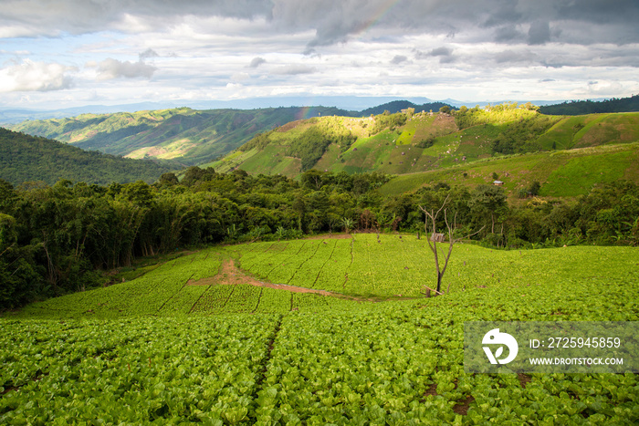 Agricultural area mountain / Landscape farm cabbage field on hill countryside asia