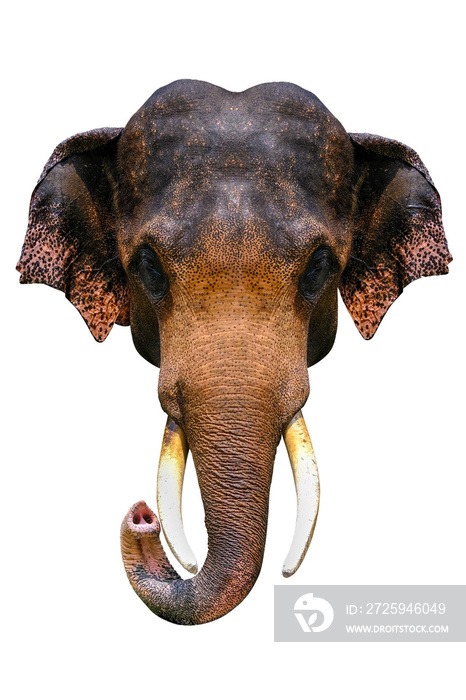 head of elephant isolated on white background