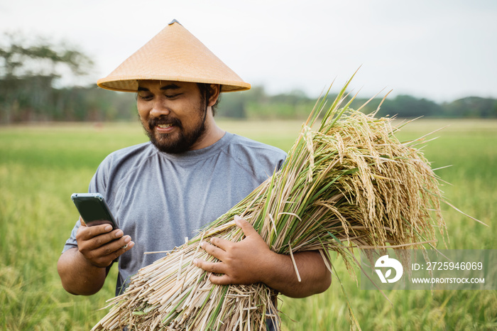 现代农民在稻田农业中使用智能技术小工具