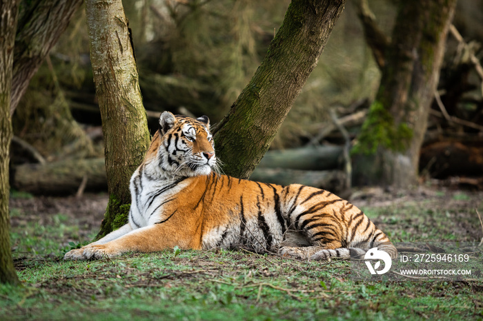 Portrait of a tiger in the forest