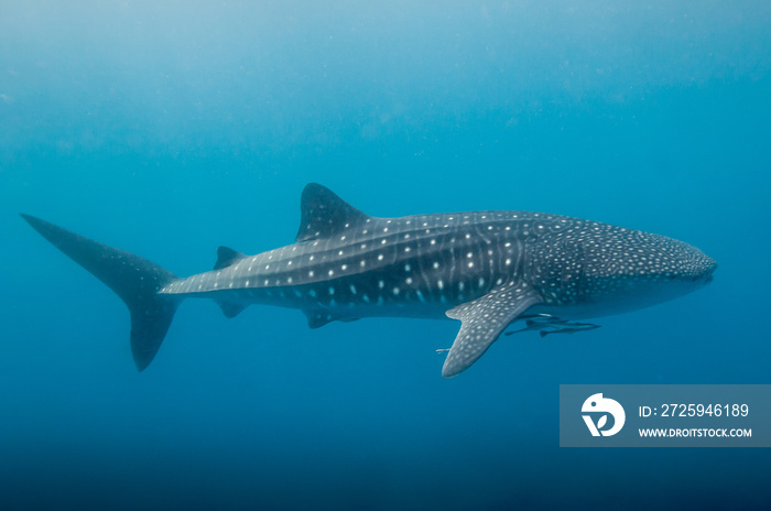 whale shark in the blue