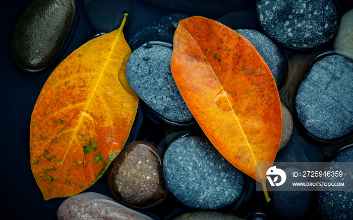 Autumn season and peaceful concepts. Orange leaf on river stone . Abstract background of autumn leaf