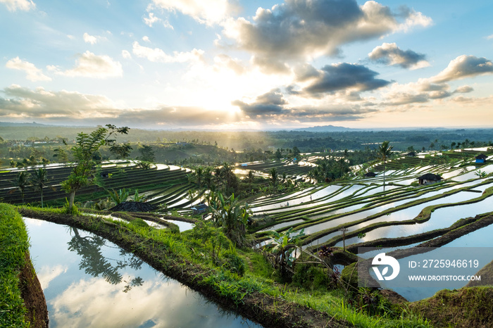 印度尼西亚巴厘岛Jatiluwih水稻梯田上美丽的日出。