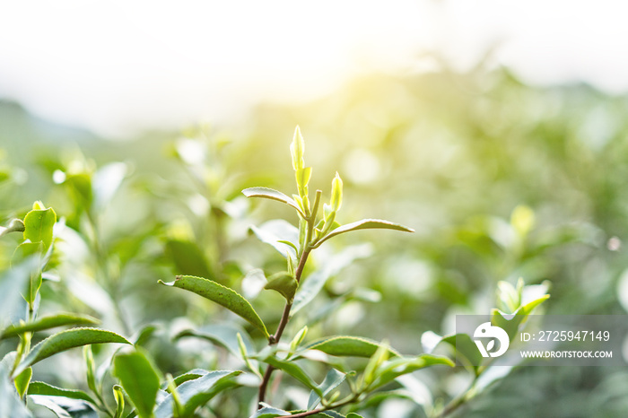 close-up of tea leaf 