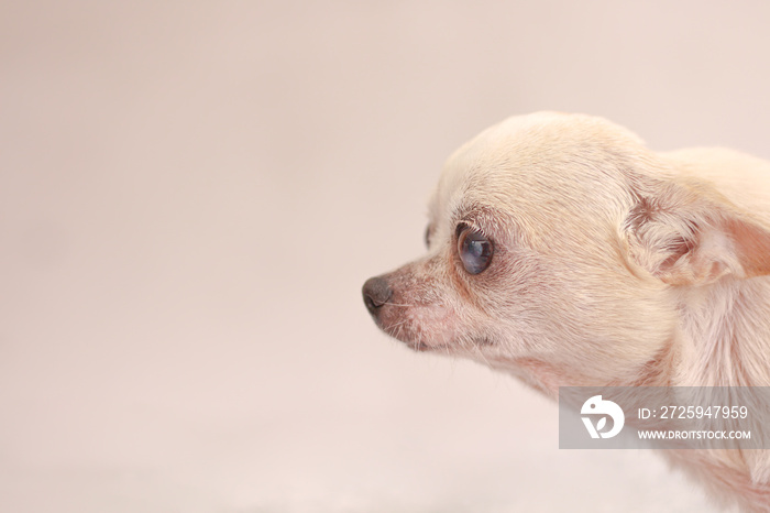 White chihuahua old dog head on background