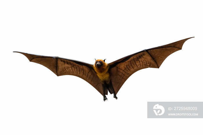 fruit bat flying  on a white background 