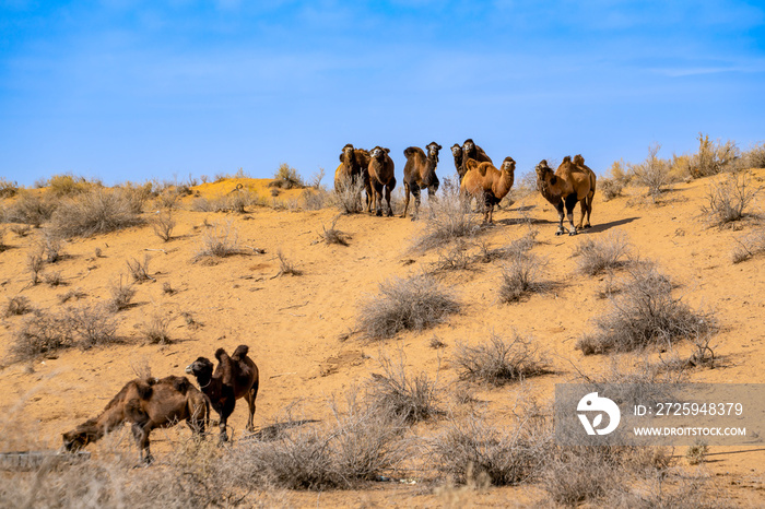 Uzbekistan, tow humped camels grazing in the Kyzylkum Desert